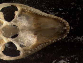 Media type: image;   Herpetology R-140032
